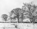 Winter Trees